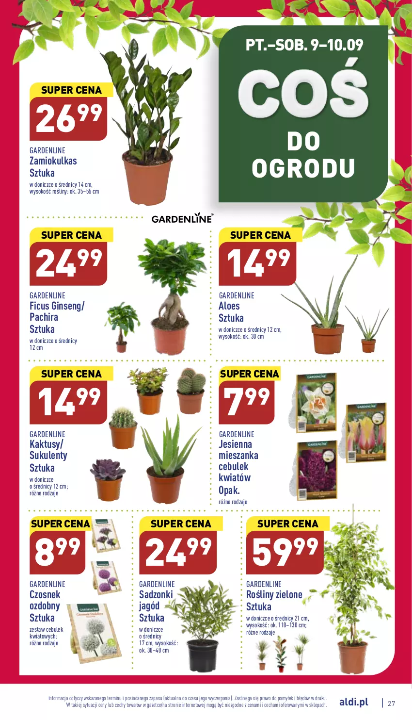 Gazetka promocyjna Aldi - Pełny katalog - ważna 05.09 do 10.09.2022 - strona 27 - produkty: Czosnek, Gin, Kaktus, Sok, Sukulent