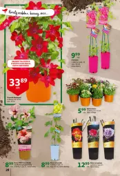 Gazetka promocyjna Auchan - przeNISKIE CENY przeWSPANIAŁE okazje Hipermarkety - Gazetka - ważna od 27.04 do 27.04.2022 - strona 28 - produkty: Hibiskus, Róża, Bukiet, Wino