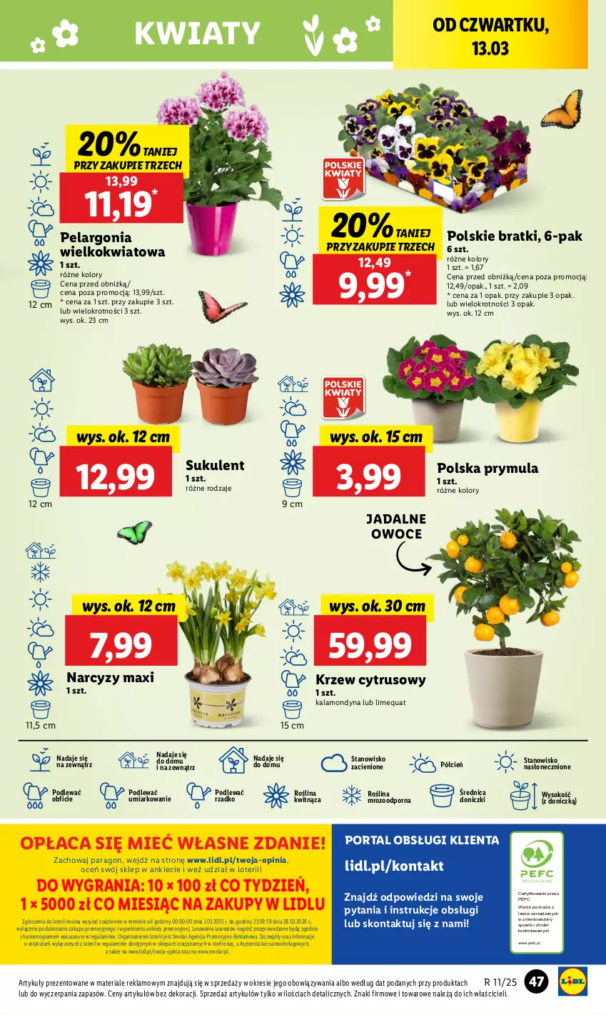 Gazetka promocyjna Lidl - GAZETKA - ważna 13.03 do 15.03.2025 - strona 55 - produkty: Cień, Gra, Laur, Mola, Narcyz, O nas, Owoce, Por, Portal, Prymula, Sok, Sukulent