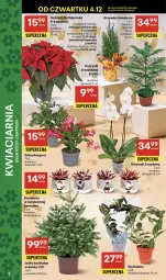 Gazetka promocyjna Delikatesy Centrum - Franczyza DC49 Czwartek - Gazetka - ważna od 10.12 do 10.12.2025 - strona 8 - produkty: Sok, Rum, Cyprysik, Szlumbergera, Kask, Gwiazda, Storczyk, Fa