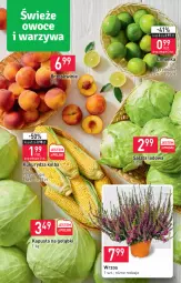 Gazetka promocyjna Stokrotka - Supermarket - Gazetka - ważna od 31.08 do 31.08.2022 - strona 3 - produkty: Sałata lodowa, Sałat, Limonka, Brzoskwinie, Kukurydza