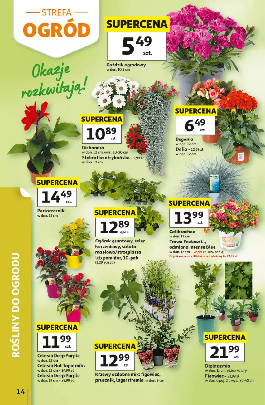 Gazetka promocyjna Auchan - 30 Lat Hipermarket - ważna 14.05 do 20.05.2026 - strona 14 - produkty: Grunt, Ogórek, Piast, Pur, Sałat, Top