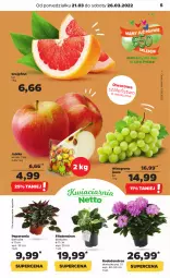 Gazetka promocyjna Netto - Gazetka spożywcza - Gazetka - ważna od 26.03 do 26.03.2022 - strona 5 - produkty: Szal, , Wino, Grejpfrut