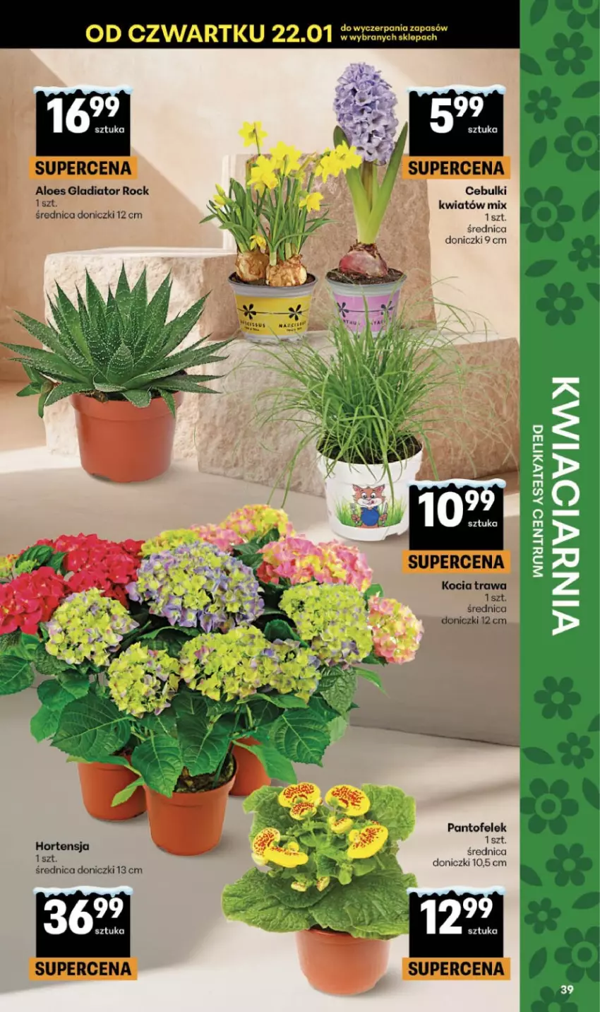 Gazetka promocyjna Delikatesy Centrum - Franczyza DC04 Czwartek - ważna 22.01 do 28.01.2026 - strona 39 - produkty: Koc, Kocia trawa