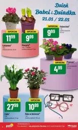 Gazetka promocyjna PoloMarket - Gazetka - ważna od 21.01 do 21.01.2025 - strona 51 - produkty: Hiacynt, Cyklamen, Prymula, Róża, Kalanchoe