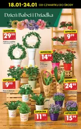 Gazetka promocyjna Biedronka - Od czwartku - Gazetka - ważna od 24.01 do 24.01.2024 - strona 26 - produkty: Por, Róża, Kosz