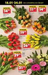 Gazetka promocyjna Biedronka - Od czwartku - Gazetka - ważna od 24.01 do 24.01.2024 - strona 27 - produkty: Sok, Tulipan, Róża, Bukiet