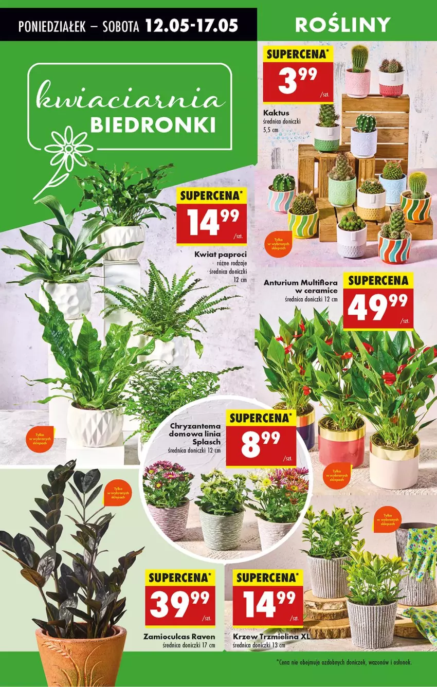 Gazetka promocyjna Biedronka - Od Poniedziałku - ważna 12.05 do 17.05.2025 - strona 3 - produkty: Chryzantema, Kaktus, Wazon