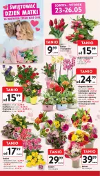 Gazetka promocyjna Intermarche - Gazetka promocyjna - Gazetka - ważna od 27.05 do 27.05.2026 - strona 6 - produkty: Piwo, Campanula, Gerber, Tulipan, Róża, Chia, Storczyk, Bukiet