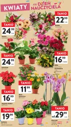 Gazetka promocyjna Intermarche - Gazetka Intermarche - Gazetka - ważna od 18.10 do 18.10.2023 - strona 13 - produkty: Gerber, Róża, Kalanchoe, Storczyk, Bukiet