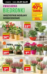 Gazetka promocyjna Biedronka - Od Czwartku - Gazetka - ważna od 30.09 do 30.09.2026 - strona 89 - produkty: Cyklamen, Wazon