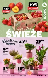 Gazetka promocyjna Netto - Od Poniedziałku - Gazetka - ważna od 16.08 do 16.08.2025 - strona 7 - produkty: Kurkuma, Gin, Chryzantema, Nektarynka, Owoce, Nektar