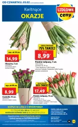 Gazetka promocyjna Lidl - GAZETKA - Gazetka - ważna od 05.02 do 05.02.2022 - strona 55 - produkty: Sok, Por, Gry, Hiacynt, Tulipan, Portal, Mola, Bukiet