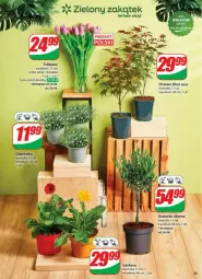 Gazetka promocyjna Dino - Gazetka - ważna od 29.04 do 29.04.2025 - strona 51 - produkty: Sok, Acer, Gerber, Tulipan, Bukiet
