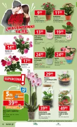 Gazetka promocyjna E Leclerc - Gazetka - ważna od 22.02 do 22.02.2025 - strona 10 - produkty: Ser, Gerber, Róża, Kosz, Kalanchoe, Tran, Bukiet
