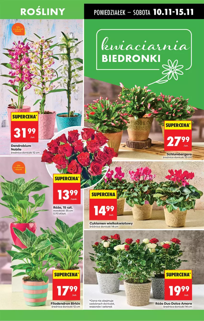 Gazetka promocyjna Biedronka - Od Poniedziałku - ważna 10.11 do 15.11.2025 - strona 19 - produkty: Cyklamen, Róża, Sok, Wazon