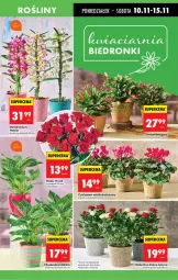 Gazetka promocyjna Biedronka - Od Poniedziałku - Gazetka - ważna od 15.11 do 15.11.2025 - strona 19 - produkty: Sok, Cyklamen, Róża, Wazon