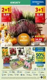 Gazetka promocyjna Lidl - GAZETKA - Gazetka - ważna od 11.09 do 11.09.2024 - strona 55 - produkty: Sok, Por, Gra, Cień, O nas