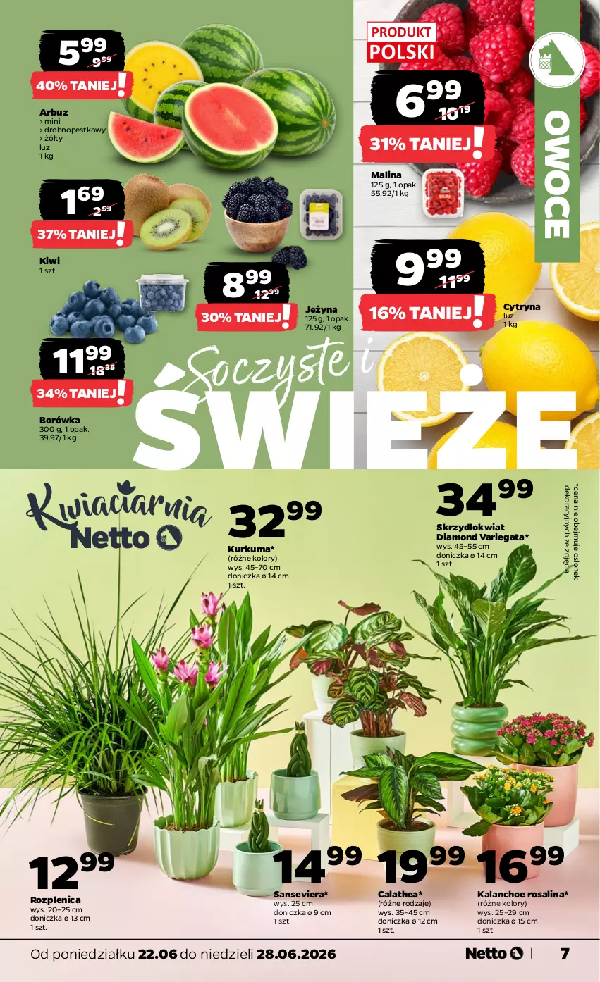 Gazetka promocyjna Netto - Od Poniedziałku - ważna 22.06 do 28.06.2026 - strona 7 - produkty: Arbuz, Borówka, Kalanchoe, Kiwi, Kurkuma, Owoce