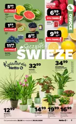 Gazetka promocyjna Netto - Od Poniedziałku - Gazetka - ważna od 28.06 do 28.06.2026 - strona 7 - produkty: Kurkuma, Borówka, Kiwi, Kalanchoe, Owoce, Arbuz