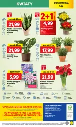 Gazetka promocyjna Lidl - GAZETKA - Gazetka - ważna od 08.02 do 08.02.2025 - strona 45 - produkty: Sok, Por, Gra, Papier, Tulipan, Prymula, Cień, O nas, Tera, Mola, Bukiet, Mięta