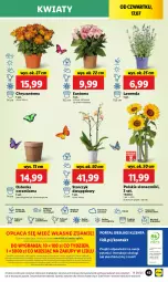 Gazetka promocyjna Lidl - GAZETKA - Gazetka - ważna od 19.07 do 19.07.2025 - strona 57 - produkty: Sok, Por, Gra, Chryzantema, Cień, O nas, Portal, Laur, Storczyk, Mola, Bukiet, Osłonka