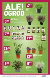 Gazetka promocyjna Aldi - Gazetka - ważna od 18.09 do 18.09.2021 - strona 25 - produkty: Sok, Kaktus, Czosnek, Sukulent, Fa