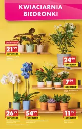 Gazetka promocyjna Biedronka - W tym tygodniu P - Gazetka - ważna od 26.06 do 26.06.2022 - strona 53 - produkty: Fa