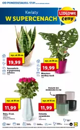 Gazetka promocyjna Lidl - GAZETKA - Gazetka - ważna od 19.01 do 19.01.2022 - strona 33 - produkty: Tera, Bukiet, Osłonka