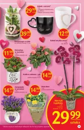 Gazetka promocyjna Delikatesy Centrum - Gazetka DC06 - Gazetka - ważna od 16.02 do 16.02.2022 - strona 23 - produkty: Campanula, Ser, Róża, Kalanchoe, Kubek