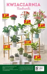 Gazetka promocyjna Biedronka - W tym tygodniu - Gazetka - ważna od 03.07 do 03.07.2021 - strona 56 - produkty: Sok, Mop, Róża, , Sukulent, Fa