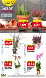 Gazetka promocyjna Lidl - GAZETKA - Gazetka - ważna od 01.10 do 01.10.2022 - strona 46 - produkty: Kosz, Storczyk