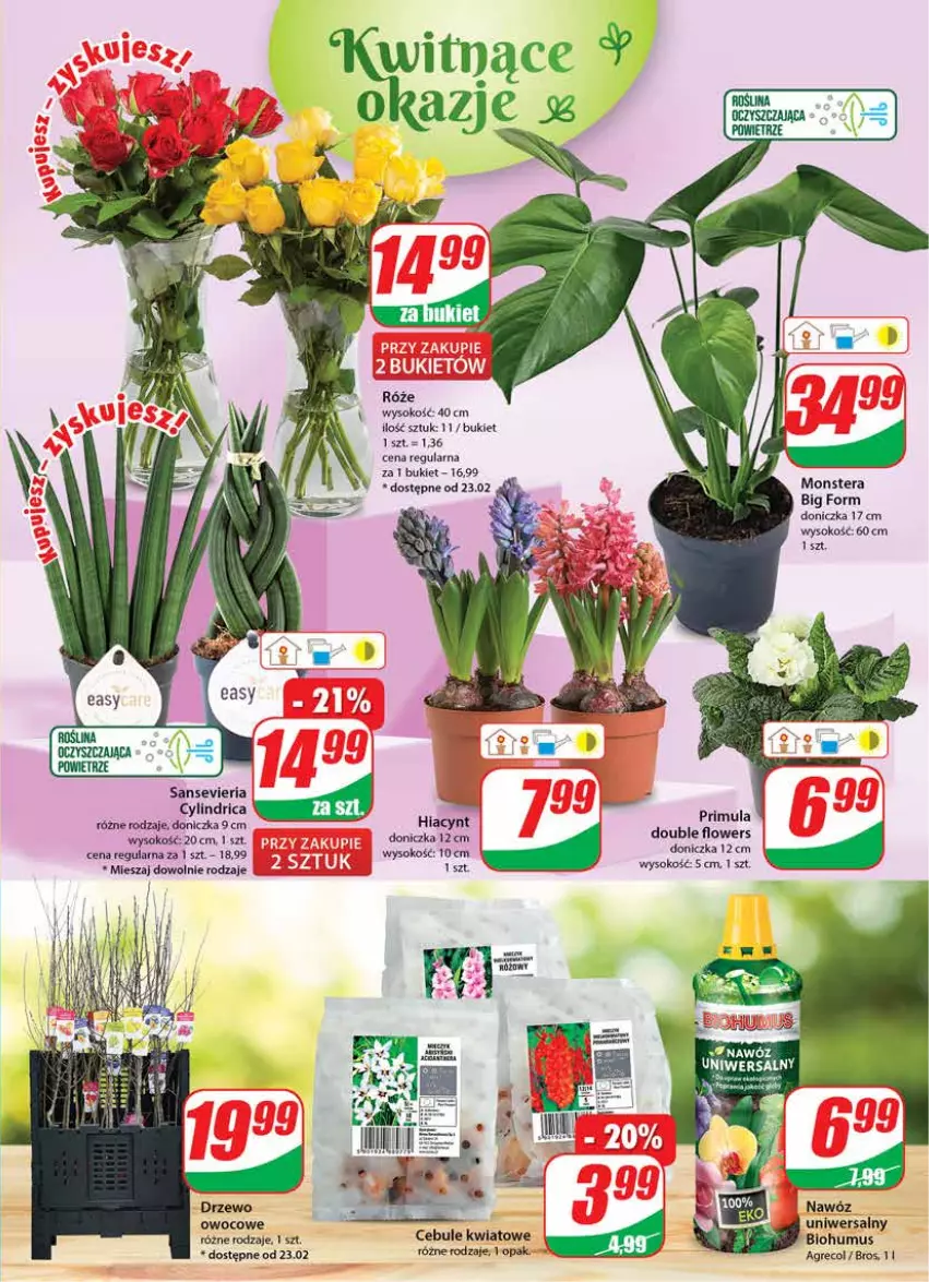 Gazetka promocyjna Dino - Gazetka - ważna 22.02 do 28.02.2023 - strona 19 - produkty: Biohumus, Bukiet, Hiacynt, Mus, Nawóz, Primula, Sok, Tera