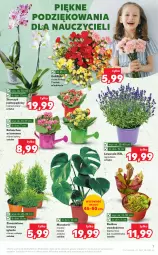 Gazetka promocyjna Kaufland - OFERTA TYGODNIA - Gazetka - ważna od 29.06 do 29.06.2022 - strona 7 - produkty: Sok, Kalanchoe, Tera, Storczyk