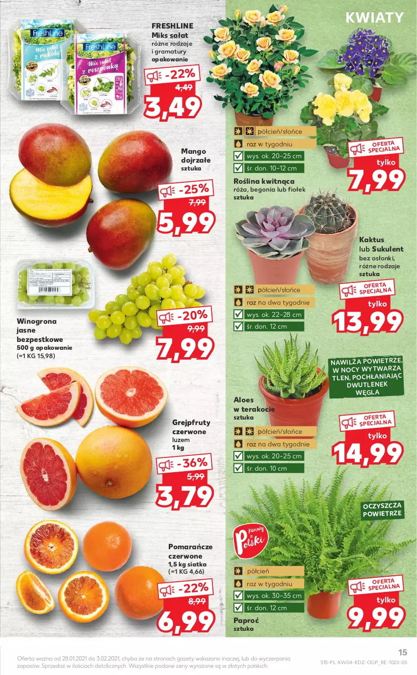 Gazetka promocyjna Kaufland - Tylko Bałwan Przepłaca - ważna 28.01 do 03.02.2021 - strona 15 - produkty: Cień, Gra, Grejpfrut, Kaktus, Koc, Mango, Pomarańcze, Rama, Róża, Sałat, Siatka, Sukulent, Tera, Wino, Winogrona