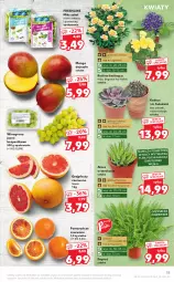 Gazetka promocyjna Kaufland - Tylko Bałwan Przepłaca - Gazetka - ważna od 03.02 do 03.02.2021 - strona 15 - produkty: Koc, Gra, Rama, Róża, Kaktus, Cień, Pomarańcze, Tera, Siatka, Sałat, Winogrona, Wino, Mango, Sukulent, Grejpfrut