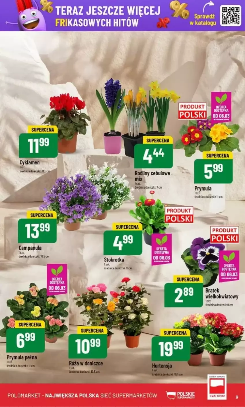 Gazetka promocyjna PoloMarket - ważna 05.03 do 11.03.2025 - strona 48 - produkty: Campanula, Cyklamen, Prymula, Róża, Tera