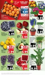 Gazetka promocyjna Kaufland - Gazetka - ważna od 10.01 do 10.01.2024 - strona 3 - produkty: Koc, Hiacynt, Maliny