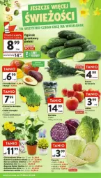 Gazetka promocyjna Intermarche - Gazetka - ważna od 22.04 do 22.04.2025 - strona 10 - produkty: Borówka, Chryzantema, Rzeżucha, Chia, Kalanchoe, Avocado, Narcyz, Grunt, Mango, Osłonka