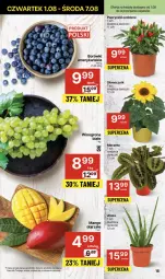 Gazetka promocyjna Delikatesy Centrum - NOWA GAZETKA Delikatesy Centrum od 1 sierpnia! 1-7.08.2024 - Gazetka - ważna od 07.08 do 07.08.2024 - strona 16 - produkty: Winogrona, Wino