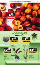 Gazetka promocyjna Netto - Artykuły spożywcze - Gazetka - ważna od 12.08 do 12.08.2023 - strona 5 - produkty: Nektarynka, Storczyk, Nektar