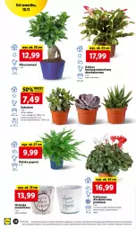 Gazetka promocyjna Lidl - GAZETKA - Gazetka - ważna od 12.11 do 12.11.2022 - strona 42 - produkty: Cyklamen, Kaktus, Sukulent, Osłonka