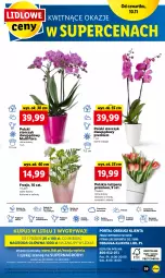 Gazetka promocyjna Lidl - GAZETKA - Gazetka - ważna od 12.11 do 12.11.2022 - strona 43 - produkty: Sok, Por, Gry, Tulipan, Cień, O nas, Storczyk, Mola, Bukiet, Flora