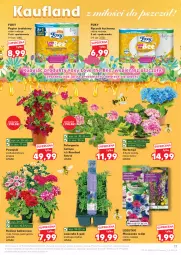 Gazetka promocyjna Kaufland - Gazetka tygodnia - Gazetka - ważna od 21.05 do 21.05.2025 - strona 17 - produkty: Papier, Ręcznik kuchenny, Róża, Papier toaletowy, Ręcznik, Foxy, Astrid