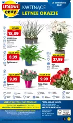 Gazetka promocyjna Lidl - GAZETKA - Gazetka - ważna od 09.07 do 09.07.2022 - strona 63 - produkty: Sok, Por, Gry, Cień, O nas, Mola, Bukiet