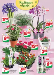 Gazetka promocyjna Dino - Gazetka - Gazetka - ważna od 20.04 do 20.04.2021 - strona 15 - produkty: Por, Róża, Kalanchoe, Sałat, Piast, Storczyk, Bukiet, Aksam