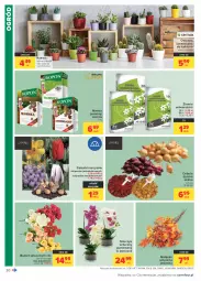 Gazetka promocyjna Carrefour - Gazetka Codzienne okazje, by kupować taniej - Gazetka - ważna od 04.09 do 04.09.2021 - strona 26 - produkty: Cebula, Top, Tulipan, Róża, Kaktus, Storczyk, Bukiet, Narcyz, Nawóz, Ogród, Osłonka