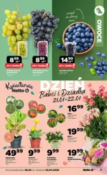 Gazetka promocyjna Netto - Gazetka - ważna od 26.01 do 26.01.2025 - strona 24 - produkty: Gerber, Róża, Kalanchoe, Bukiet, Amica, Fa