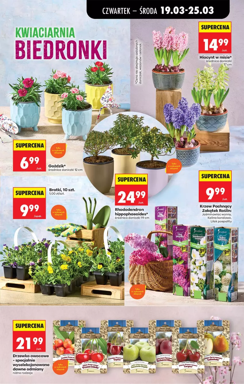 Gazetka promocyjna Biedronka - Od Czwartku - ważna 19.03 do 25.03.2026 - strona 78 - produkty: Hiacynt, HiPP, Wazon