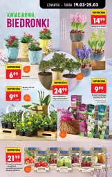 Gazetka promocyjna Biedronka - Od Czwartku - Gazetka - ważna od 25.03 do 25.03.2026 - strona 78 - produkty: HiPP, Hiacynt, Wazon